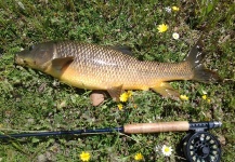  Imagen de Pesca con Mosca de Barbo compartida por LUIS SÁNCHEZ ANAYA – Fly dreamers