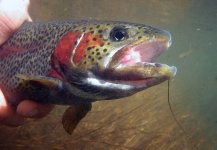 Ben Stahlschmidt 's Fly-fishing Image of a Rainbow trout – Fly dreamers 