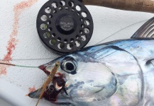 David Bullard 's Fly-fishing Pic of a False Albacore - Little Tunny – Fly dreamers 