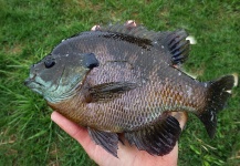Fly-fishing Picture of Bluegill shared by Ben Stahlschmidt – Fly dreamers