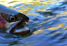 Kimbo May 's Fly-fishing Picture of a Cutthroat – Fly dreamers 