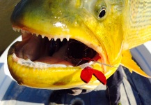 Sweet Fly-fishing Situation of Golden Dorado - Image shared by Wagner Barbosa – Fly dreamers