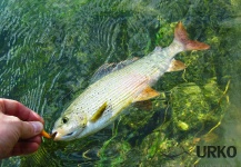 Fly-fishing Pic of Grayling shared by Uros Kristan – Fly dreamers 