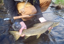 Nicolas  Grosz 's Fly-fishing Pic of a Brown trout – Fly dreamers 