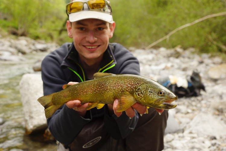 Hybride between marble and brown trout