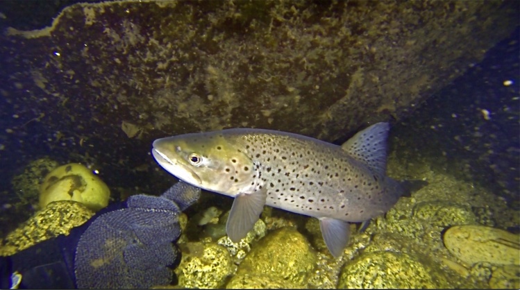 Sleeping Brown Trout in Thredo River, New South Wales Snowy Mountains region of Australia