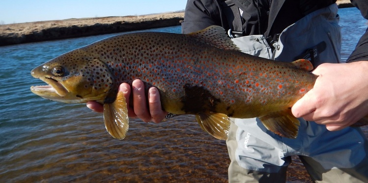 Brown trout, C&amp;R at river Holaa in Iceland on 4th of May 2015
. <a href="http://anglers.is/index.php/lakes-in-iceland/laugarvatnandholaa">http://anglers.is/index.php/lakes-in-iceland/laugarvatnandholaa</a>