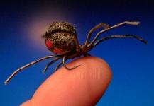  Mira esta foto de atado de moscas para Trucha arcoiris de Carlos Estrada – Fly dreamers