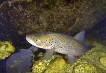 Brett Smith 's Fly-fishing Photo of a Brown trout – Fly dreamers 