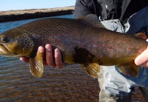 Kristinn Ingolfsson 's Fly-fishing Pic of a Brown trout – Fly dreamers 