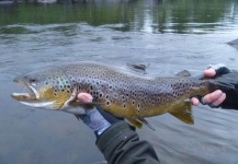 Nicolas  Grosz 's Fly-fishing Catch of a Brown trout – Fly dreamers 