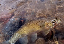 Fly-fishing Picture of Cutthroat shared by James Savstrom – Fly dreamers