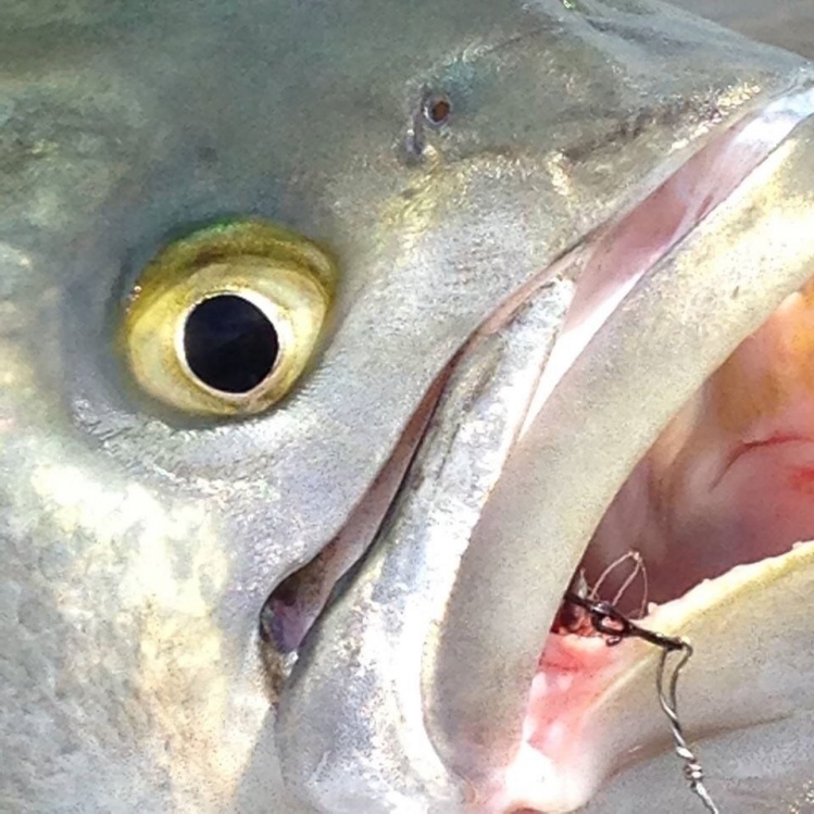 This is the face of pure evil and mean! They can see you very well out of the water and will bite you in a heartbeat! Big bluefish can almost take a finger off, they chomp not once but like three times hard...scary!
