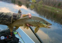 Fly-fishing Photo of Brown trout shared by Len Handler – Fly dreamers 