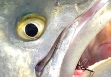 Jack Denny 's Fly-fishing Photo of a Bluefish - Tailor - Shad – Fly dreamers 