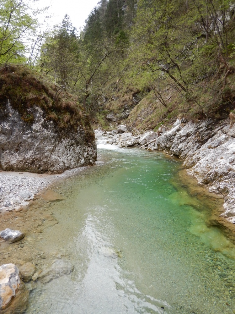 Going after brownies, Slovenia