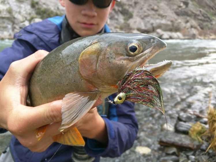 Yellowstone cutthroat from the Shoshone river