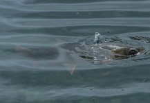  Gran Situación de Pesca con Mosca de Oncorhynchus clarkii behnkei – Por Rudy Babikian en Fly dreamers