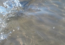 Dan Frasier 's Fly-fishing Photo of a Carp – Fly dreamers 