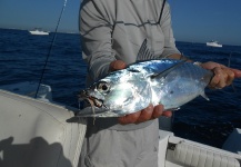 David Bullard 's Fly-fishing Catch of a False Albacore - Little Tunny – Fly dreamers 