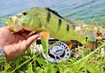 Fly-fishing Image of Peacock Bass shared by Hai Truong – Fly dreamers