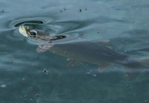 Nice Fly-fishing Situation of Fine Spotted Cutthroat shared by Rudy Babikian 