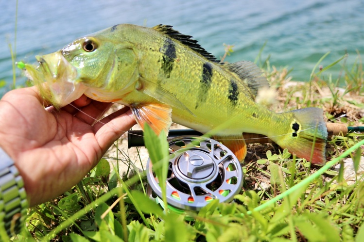 Went scouting this morning and found new waters holding tons of schoolie peacocks, got this lil guy on the 5wt. Such a blast, especially playing around with new materials. Miami, Florida