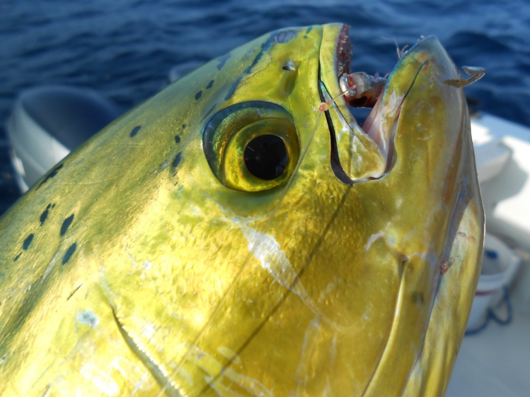...more Mahi this morn as well as small albies.Went out solo....home by 930