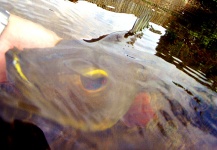  Captura de Pesca con Mosca de Tucunare - Pavón por Hai Truong – Fly dreamers