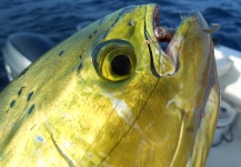 David Bullard 's Fly-fishing Catch of a Dorado - Mahi Mahi – Fly dreamers 