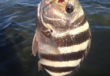 Fly-fishing Image of Sheepshead shared by Charles Holloway – Fly dreamers