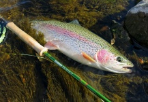 Fly-fishing Picture of Rainbow trout shared by Marcelo Morales – Fly dreamers