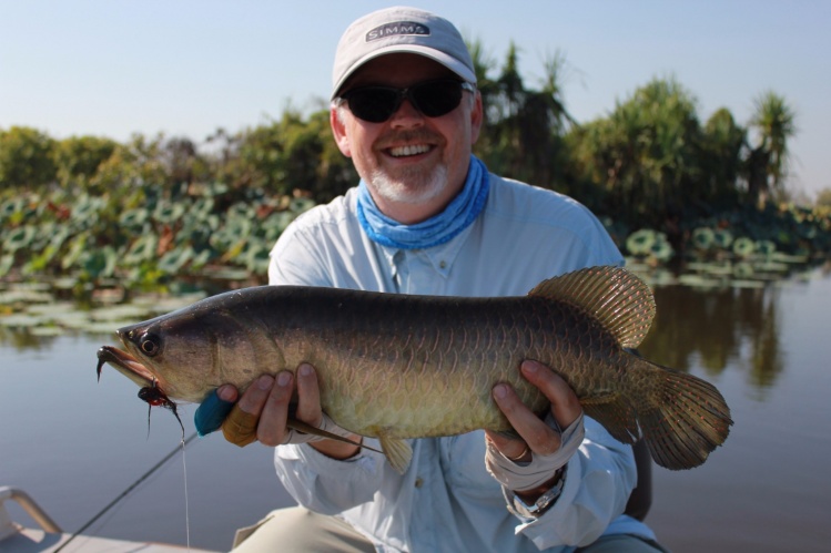 Scientific Name - Scleropages leichardti. Other Common Names - Spotted barramundi. Size - Commonly 500-600 mm, rare specimens over the metre mark &amp; 4+Kg