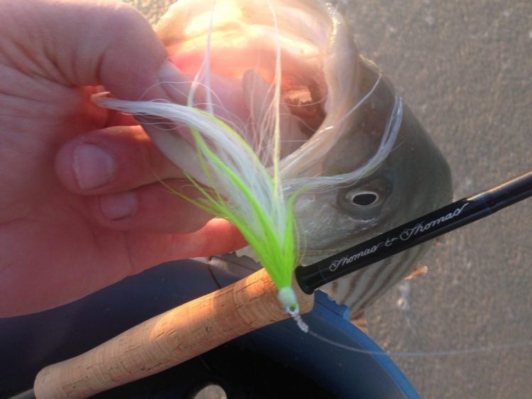 The schoolies are hitting the northeast beaches, and Gary Cordovano is there to greet them with his Solar 8wt.