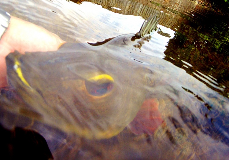 Miami urban peacock giving me the sink eye on the revival &amp; release. Let them go, let them grow. CPR