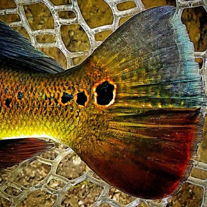 Artistic peacock bass... Florida Everglades - Miami