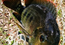 Carlos Granier 's Fly-fishing Picture of a Nile Tilapia – Fly dreamers 