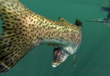 Fly-fishing Image of Rainbow trout shared by Jorge Aguilar Rech – Fly dreamers