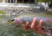 Fly-fishing Picture of Rainbow trout shared by Greg Rieben – Fly dreamers