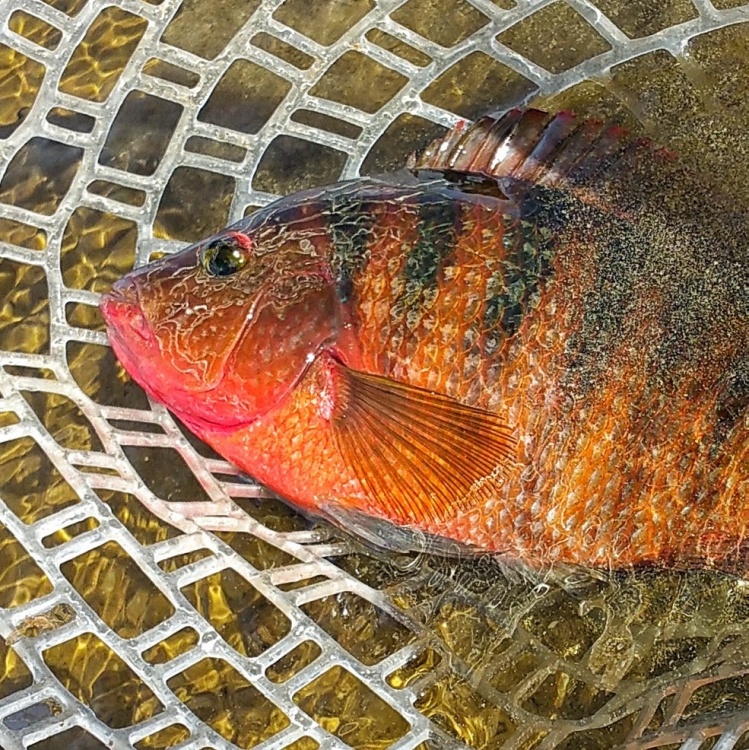 Hard fighting sunfish... this things are vicious.