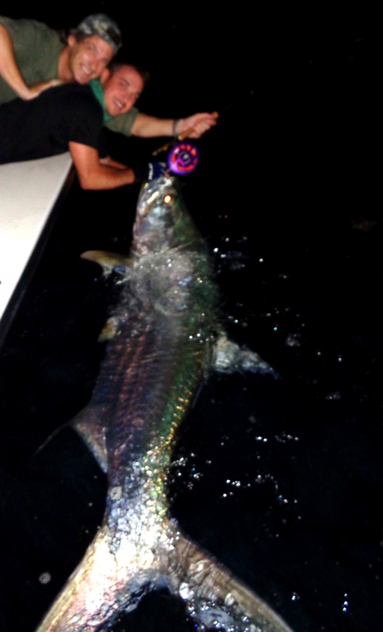 Miami beach tarpon at night.