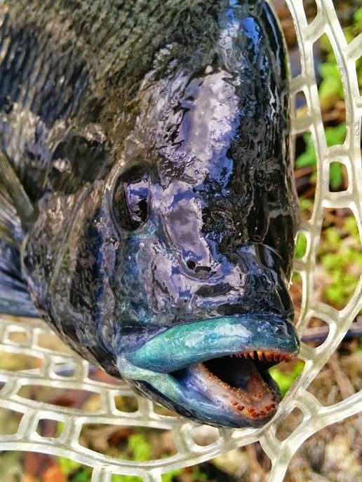 A rare Zebra Tilapia or Tilapia Buttikoferi - an African fish rarely found in the Florida canals. I guess I got lucky.