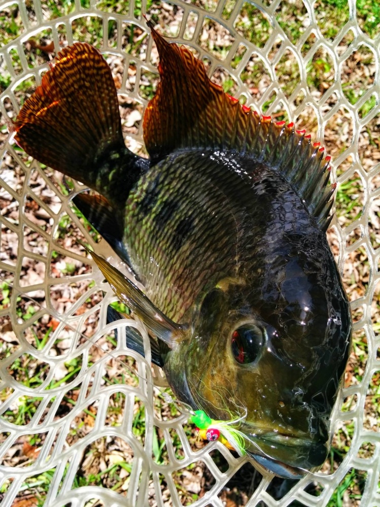 Miami canal tilapia... All those fins translate into hard fighting fish.