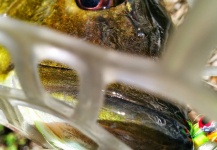 Carlos Granier 's Fly-fishing Catch of a Peacock Bass – Fly dreamers 