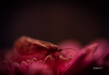 The Flower And the Caddis