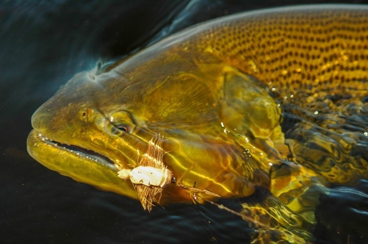 Cómo pescar dorados en los Esteros del Iberá