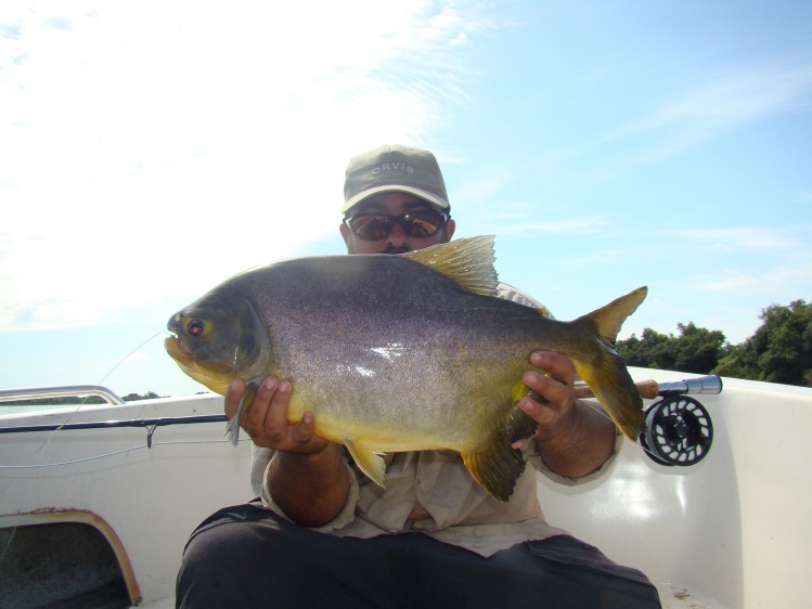 pacu con bolitas en YAHAPE ENERO DEL 2015 