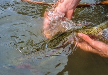  Foto de Pesca con Mosca de Trucha arcoiris compartida por Rudy Babikian – Fly dreamers