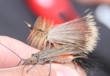  Gran Fotografía de Situación de Pesca con Mosca por Rudy Babikian – Fly dreamers