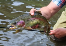  Imagen de Pesca con Mosca de Trucha arcoiris compartida por Rudy Babikian – Fly dreamers